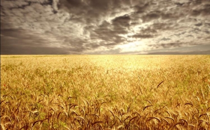 harvest-wheat_410